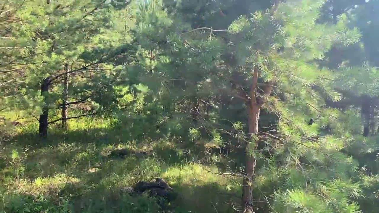 Участки в лесу и инфраструктура